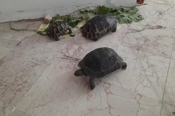 Alanya Belediyesi Bilaller Mesire Alanı - Resim 19