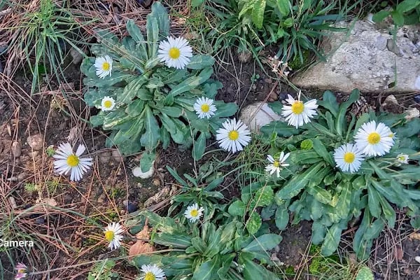 Alanya Belediyesi Bilaller Mesire Alanı - Resim 16