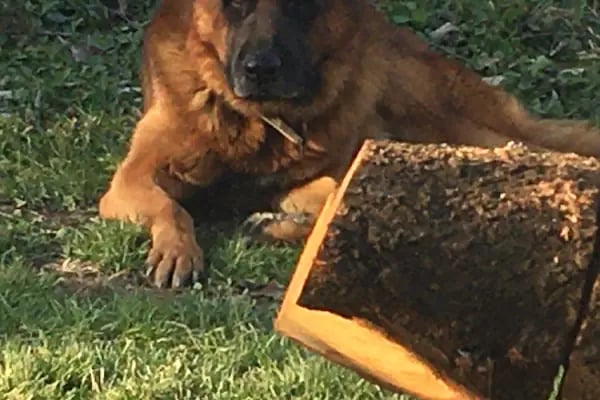 PAMUKÇU DOGHOUSE PETSHOP - Resim 2