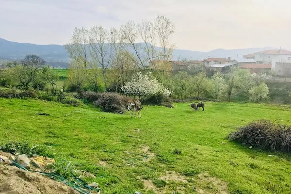Argın Köyü Cami - Resim 4