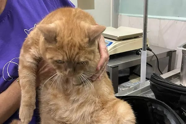 Çontaroğulları Veteriner kliniği - Resim 14