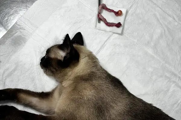 Çontaroğulları Veteriner kliniği - Resim 2