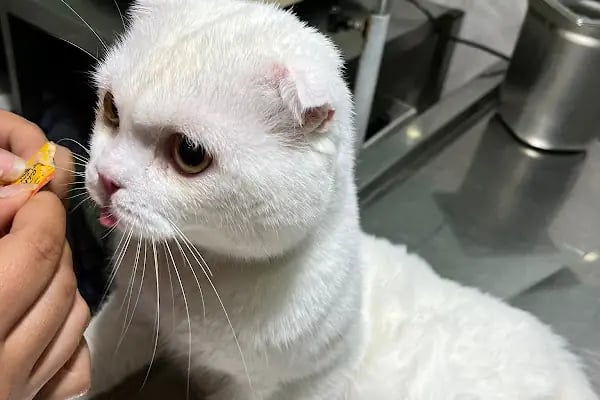 Çontaroğulları Veteriner kliniği - Resim 20