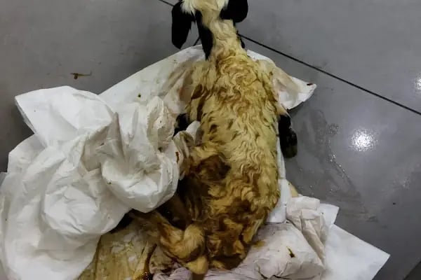 Çontaroğulları Veteriner kliniği - Resim 16