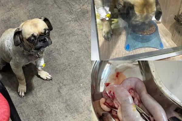 Çontaroğulları Veteriner kliniği - Resim 19