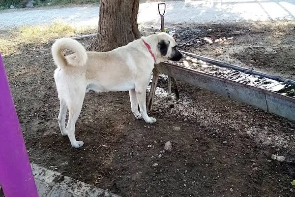 Çontaroğulları Veteriner kliniği - Resim 8