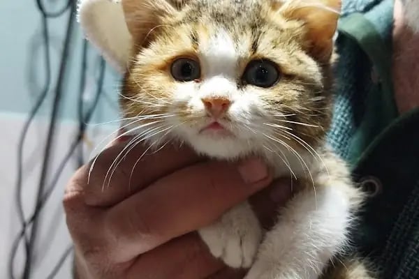 Çontaroğulları Veteriner kliniği - Resim 12