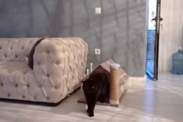 KING PETSHOP ALAÇATI MAĞAZA - Resim 7