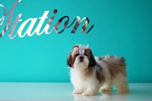 Pet Station - Köpek Üretim Çiftliği ve Satış Merkezi - Ankara - Resim 9