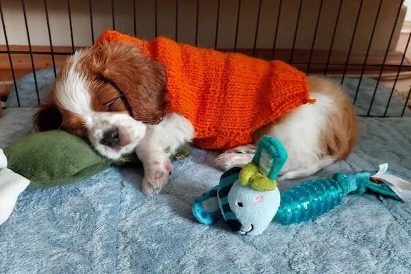 Pet Station - Köpek Üretim Çiftliği ve Satış Merkezi - Ankara - Resim 11