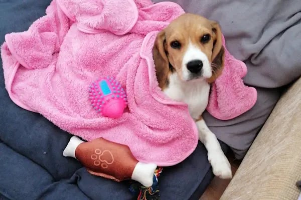 Pet Station - Köpek Üretim Çiftliği ve Satış Merkezi - Ankara - Resim 12