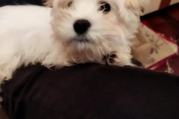 Pet Station - Köpek Üretim Çiftliği ve Satış Merkezi - Ankara - Resim 13