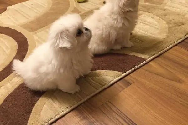 Pet Station - Köpek Üretim Çiftliği ve Satış Merkezi - Ankara - Resim 3
