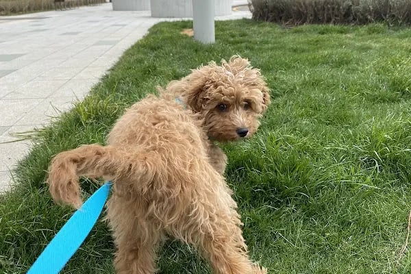 Pet Station - Köpek Üretim Çiftliği ve Satış Merkezi - Ankara - Resim 7