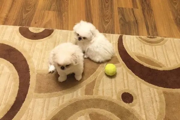 Pet Station - Köpek Üretim Çiftliği ve Satış Merkezi - Ankara - Resim 5