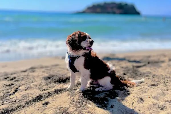 Pet Station - Köpek Üretim Çiftliği ve Satış Merkezi - Ankara - Resim 10