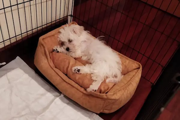 Pet Station - Köpek Üretim Çiftliği ve Satış Merkezi - Ankara - Resim 4
