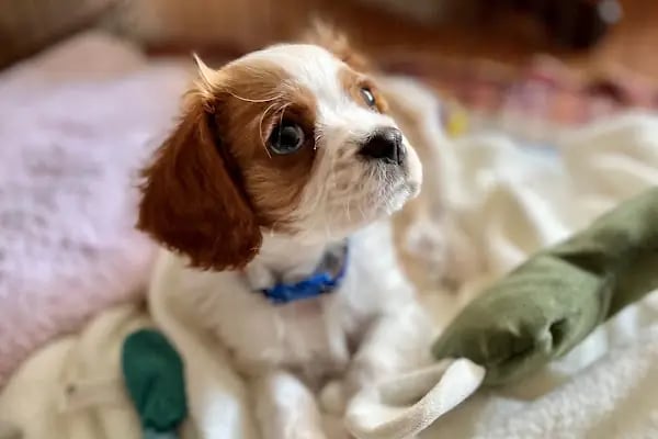 Pet Station - Köpek Üretim Çiftliği ve Satış Merkezi - Ankara - Resim 8