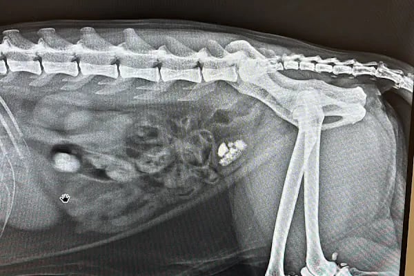 Eryaman Petamica Veteriner Kliniği 7/24 ACİL - Resim 19
