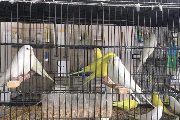 AKKENT OKYANUS PET SHOP - Resim 4