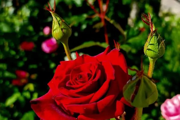 TOKİ 1 NOLU AİLE SAGLIĞI MERKEZİ - Resim 17