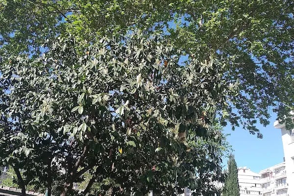 Tğm. Ali Rıza Akıncı Parkı - Resim 15