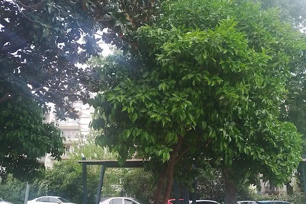 Tğm. Ali Rıza Akıncı Parkı - Resim 12
