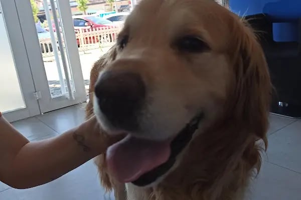Vetplus Evcil Hayvan Kliniği - Resim 9