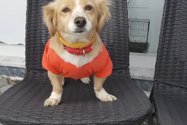Vetplus Evcil Hayvan Kliniği - Resim 8