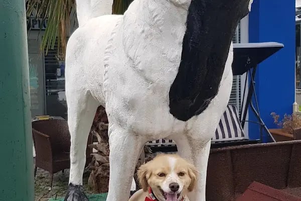 Vetplus Evcil Hayvan Kliniği - Resim 3