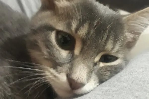 Vetplus Evcil Hayvan Kliniği - Resim 14