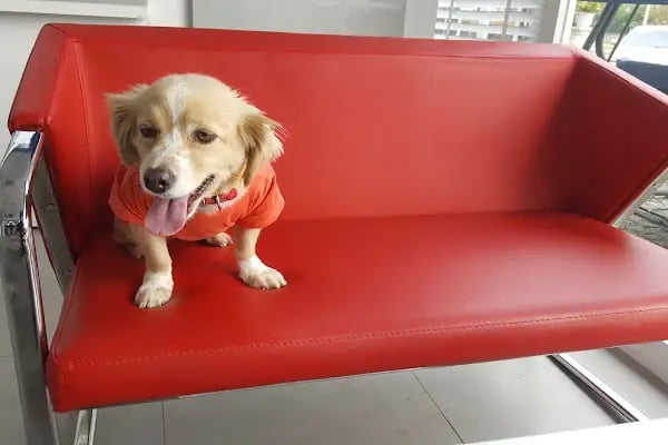 Vetplus Evcil Hayvan Kliniği - Resim 5