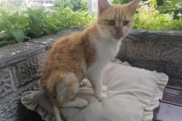 Vetplus Evcil Hayvan Kliniği - Resim 4