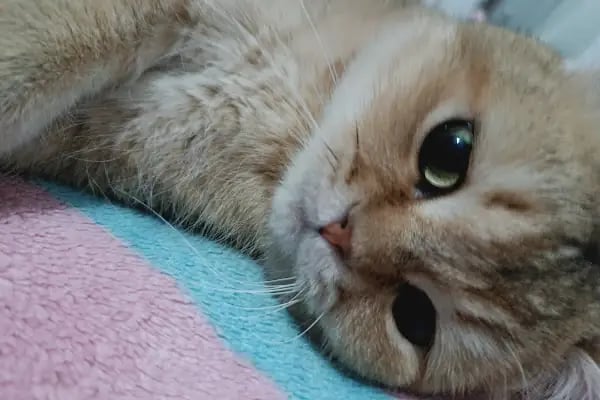 Vetplus Evcil Hayvan Kliniği - Resim 11