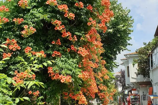 Yakamoz Hotel - Resim 18