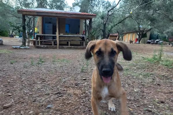 Migoi Camping - Resim 7
