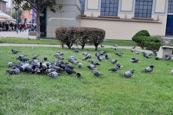 Salih Tozan Toplantı Gösteri Mer. - Resim 15