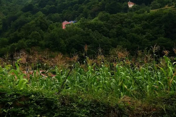Güzel Yayla - Resim 11