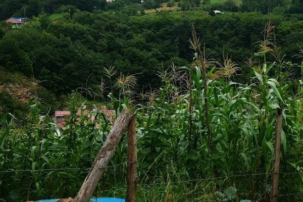 Güzel Yayla - Resim 15