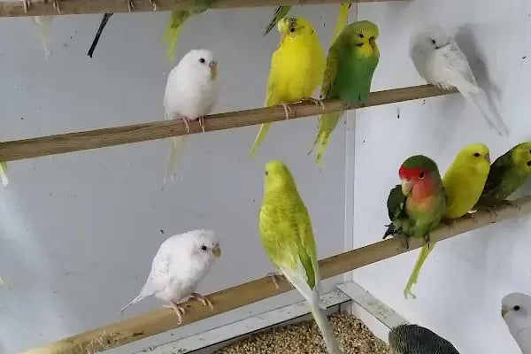 Eylül Petshop - Resim 3