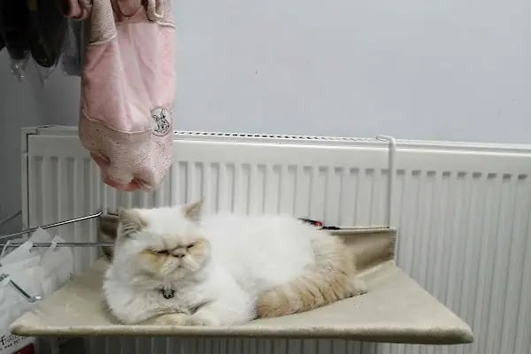 Eylül Petshop - Resim 6