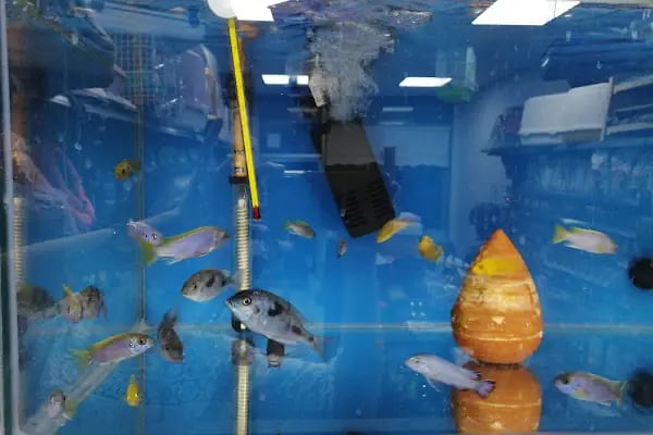 Eylül Petshop - Resim 7