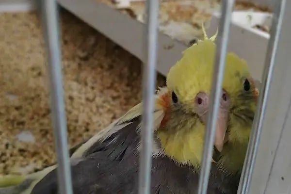 Eylül Petshop - Resim 14