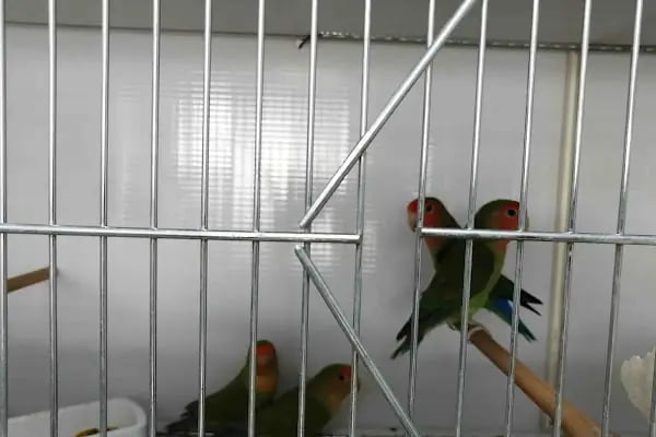 Eylül Petshop - Resim 17