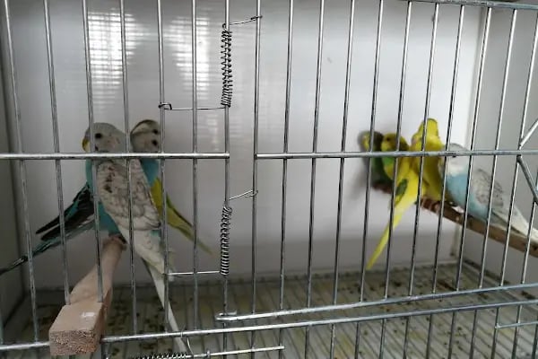 Eylül Petshop - Resim 8