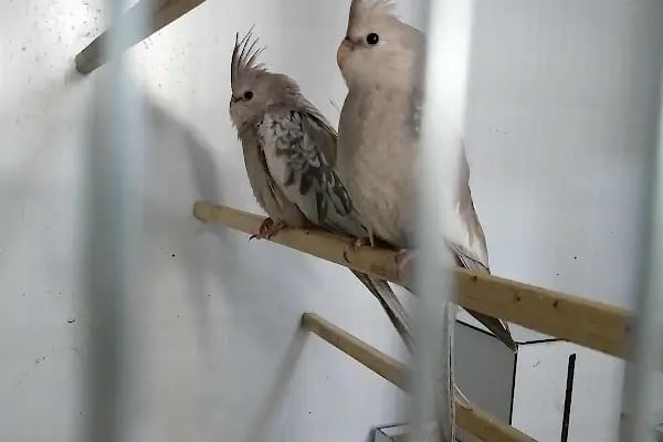 Eylül Petshop - Resim 11