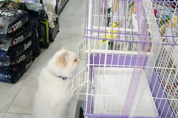 Eylül Petshop - Resim 9