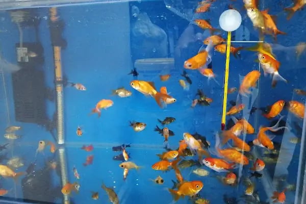 Eylül Petshop - Resim 4