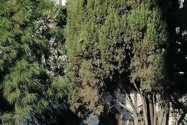 Alsancak Hocazade Camii - Resim 17