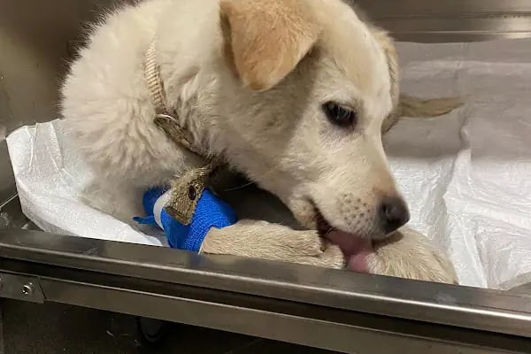 AsVet Veteriner Kliniği - Resim 4